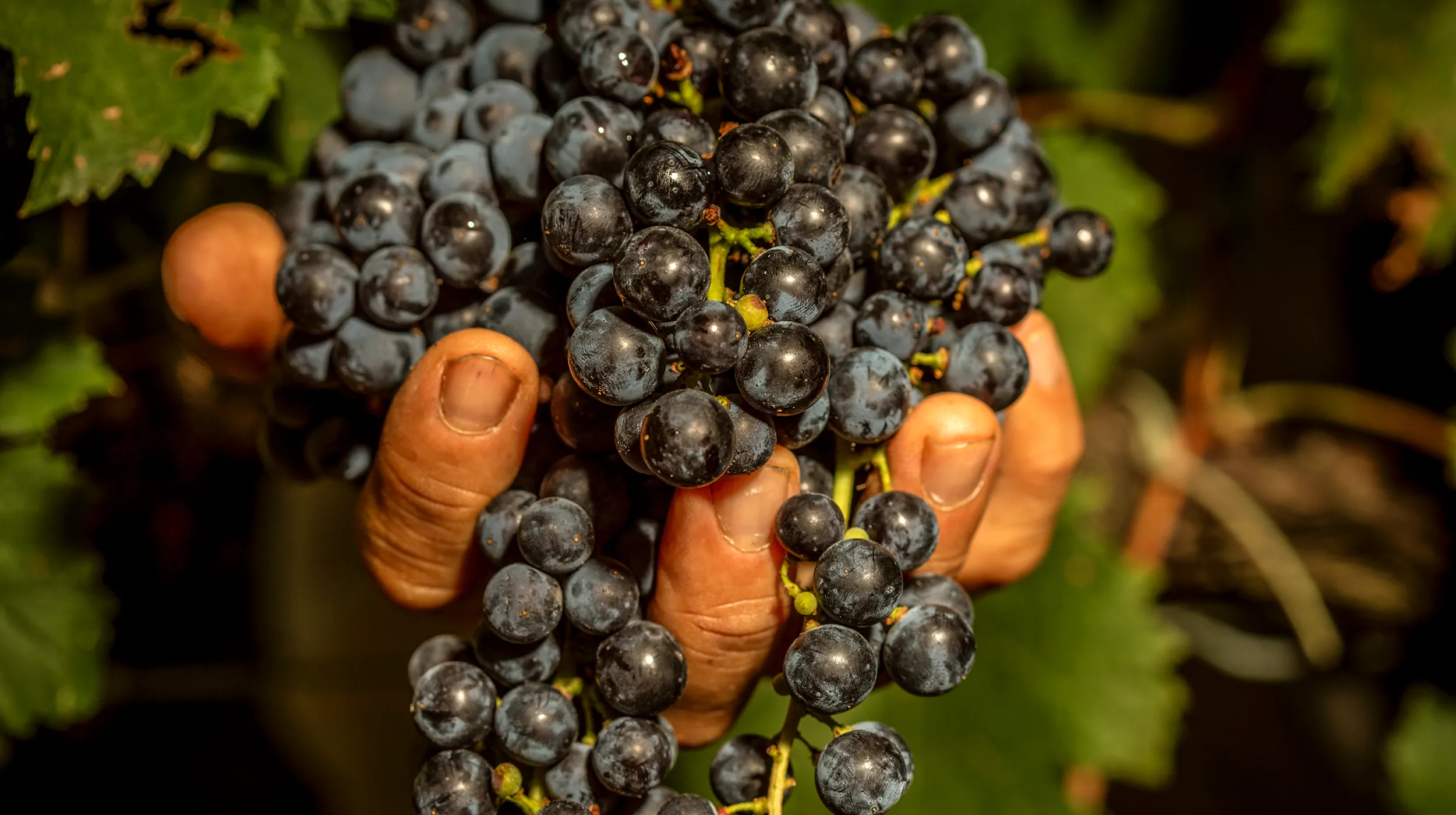 Tenuta del Nicchio Progetto