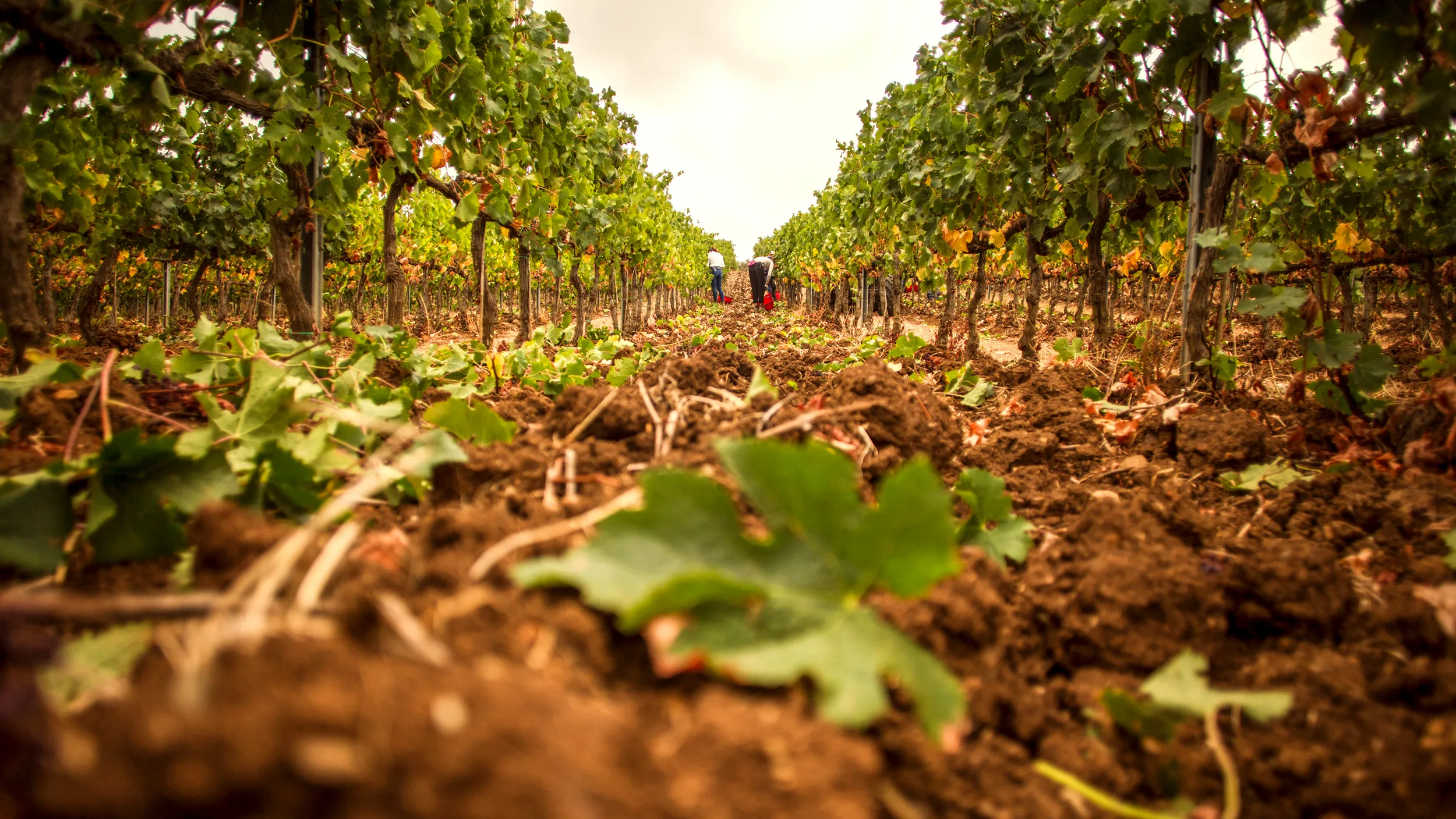 Tenuta del Nicchio Vigneti